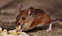 24 Hour & Emergency Exterminators in Vilas, CO